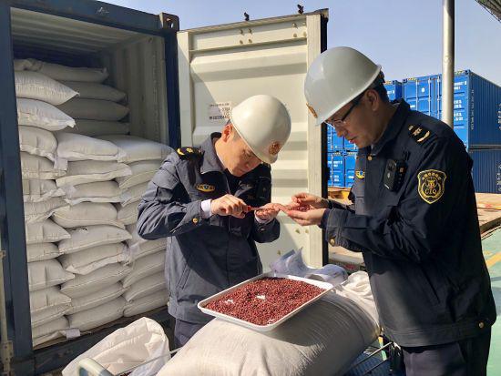 图为截获检疫性有害生物“四纹豆象”。宁波出入境检验检疫局提供