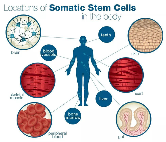 成体干细胞人体分布图 图源网络