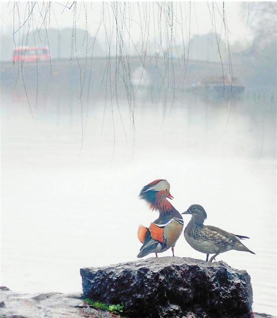 杭州老潘 摄