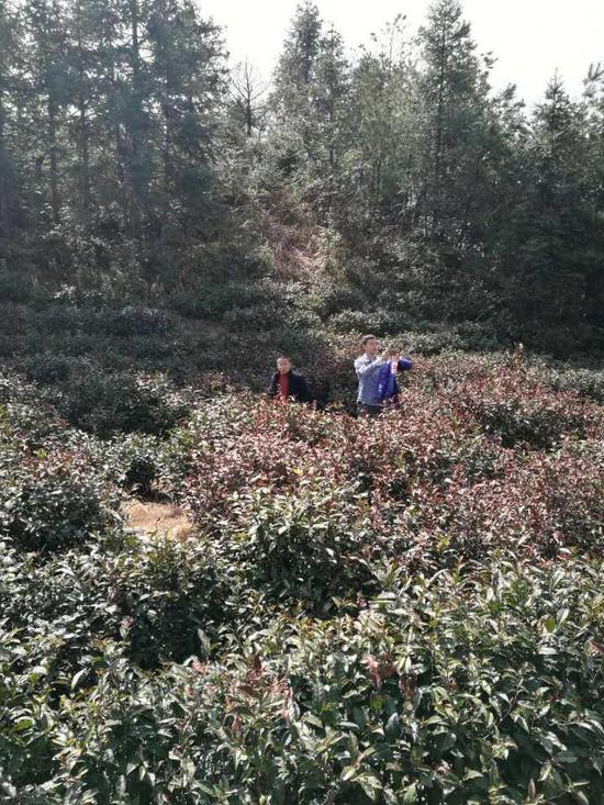 于是,多方合力,一场关于“严家大方”老茶种的拯救行动全面铺开。