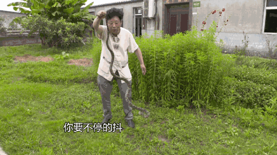 打蛇打七寸别轻易尝试 男子好奇抓蛇惨遭蛇咬