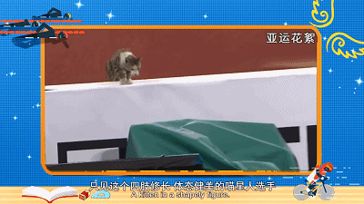 (喵星人表示:瞧你们没出息的样~)