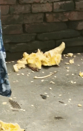 视频截图由楼先生提供