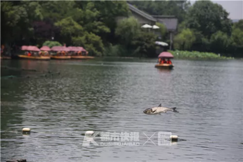 今天上午,西湖小南湖出水口,出现“鱼跃龙门”景观 首席记者 陈中秋 摄