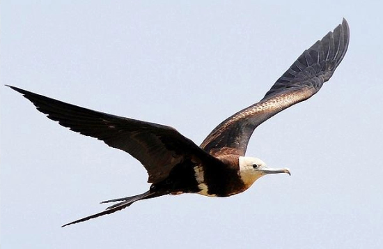 首现罕见白斑军舰鸟 洞头南北爿山发现鸟类33