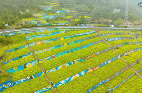 花田+壁画 余姚梁弄镇让贤村梯田油菜花在细雨中绽放