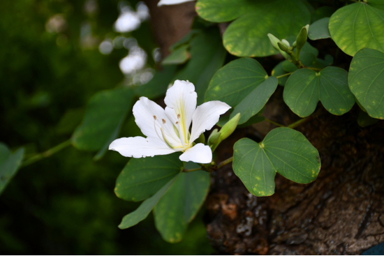 白花羊蹄甲Bauhinia acuminate