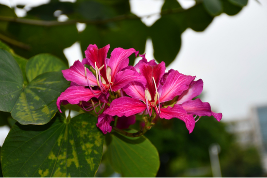 红花羊蹄甲Bauhinia × blakeana