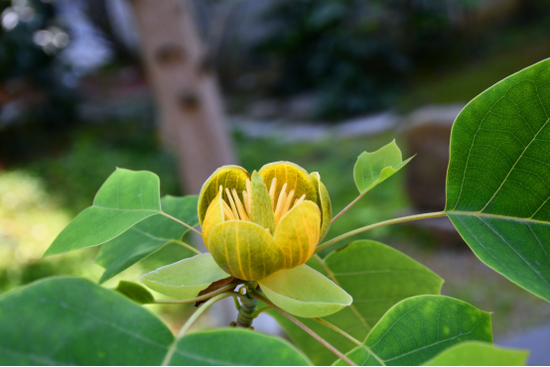 鹅掌楸Liriodendron chinense