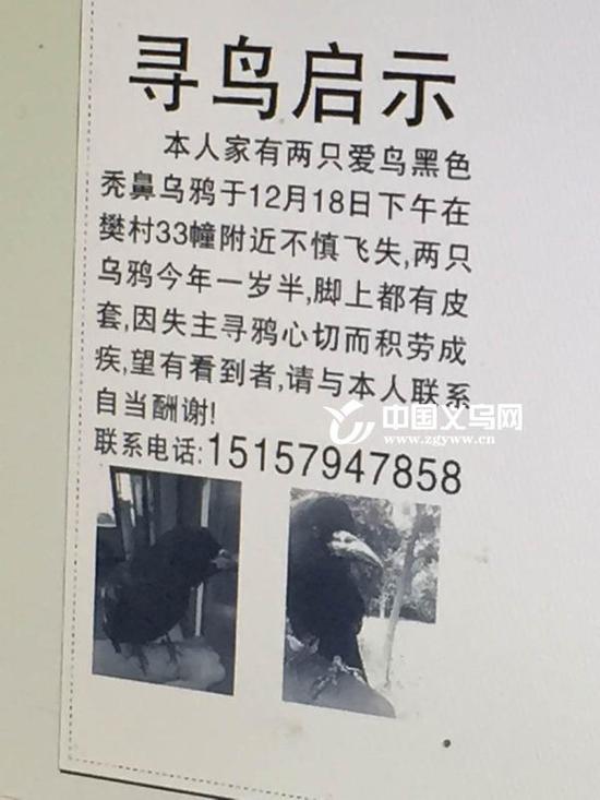 义乌1女失主贴寻鸟启事 两只鸟会开瓶盖说上海