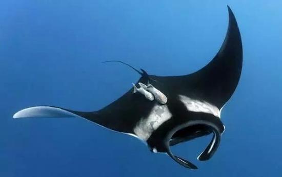 罕见怪鱼全身无鳞片 身上有对翅膀酷似蝙蝠(图