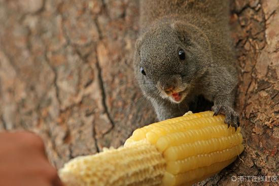 杭州西湖边松鼠快胖成龙猫 一条苏堤至少几十