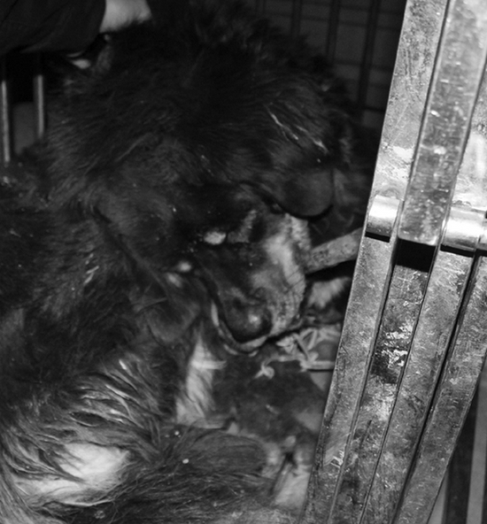 宁波1 藏獒偷鸡被 民警麻倒捕捉 药效失效后大闹