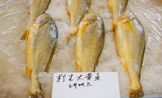宁波野生大黄鱼几千元一条