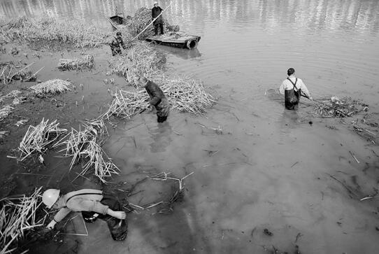 嘉兴1高档小区污水直排运河 近千平米芦苇荡水