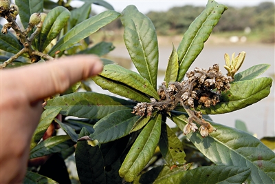 年初低温致今年杭州枇杷减产90% 或将卖到10