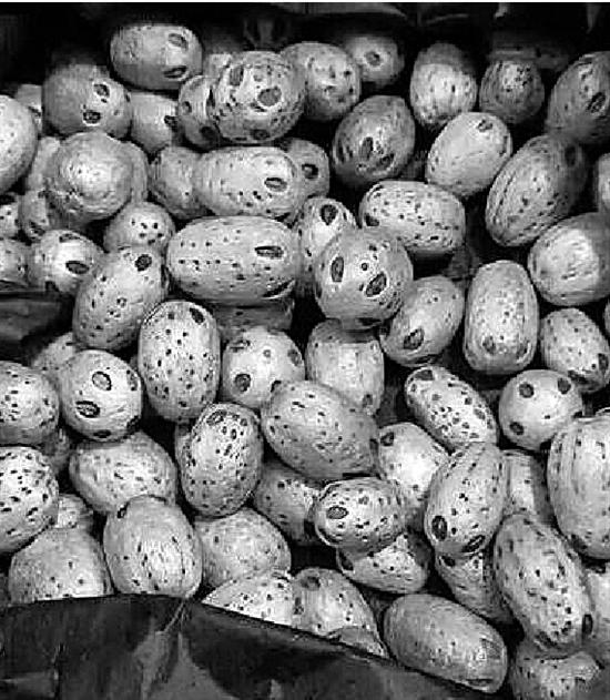 有人卖神果100元1斤包治百病 其实是南酸枣果