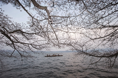 杭州樱花皇后开花已有35岁 天气逐步回暖适宜
