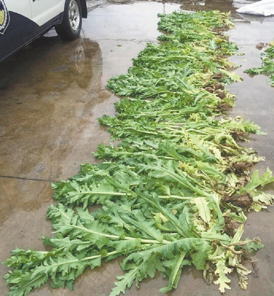 杭州80岁老汉为治疗牙疼 在自家花坛种50棵罂