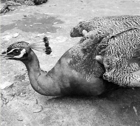 杭州1只蓝孔雀疑从养殖中心出逃 飞到小区居民