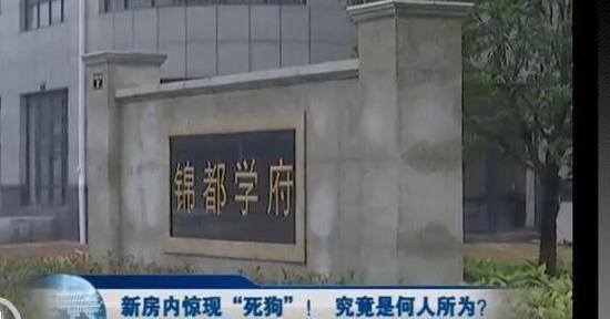 绍兴女子新买的房里现死狗 怀疑跟投诉房屋质