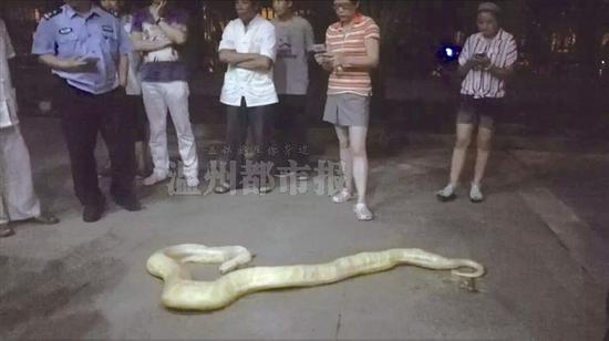 温州市区公寓现金黄色蟒蛇 长3米重二十几公斤