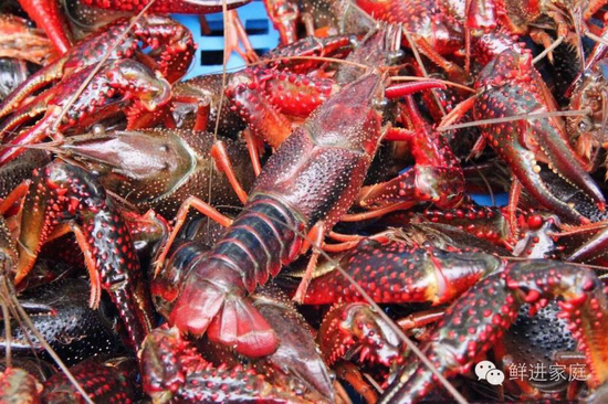 鲜进家庭虾神小龙虾大福利 买一送一再加欧洲