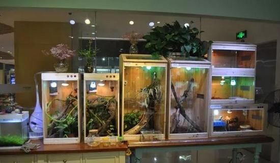 湖州一宠物店老板售卖另类爬宠被抓 属国家保