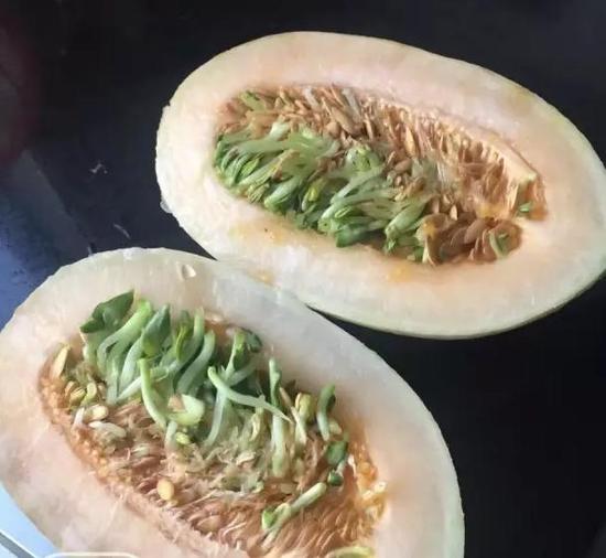 嘉兴1女子买哈密瓜长满绿豆芽 种子在瓜肚子里