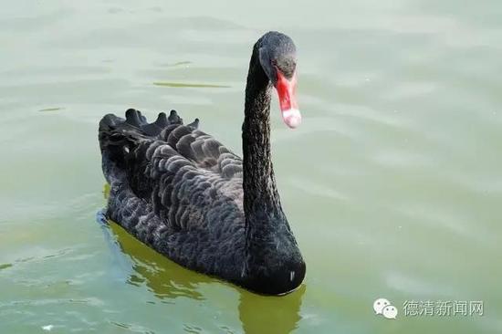 湖州德清下渚湖惊现神秘动物? 真的?假的? 近日,湖州德清县林业局工作人员在陪同中央电视台拍摄下渚湖朱鹮专题时,意外发现神秘动物。于是,《德清新闻》记者立即赶到现场,一探究竟。 野生黑天鹅! 野生黑天鹅! 野生黑天鹅! 这是我县首次发现野生黑天鹅,而且是两只。全身羽毛主要呈黑灰色或黑褐色,飞羽为白色。由于野生天鹅比较敏感,所以拍摄距离较远。 世界著名观赏珍禽 小编问了问了度娘,显示:黑天鹅原产于澳洲,是天鹅家族中的重要一员,为世界著名观赏珍禽。 分布于澳大利亚和新