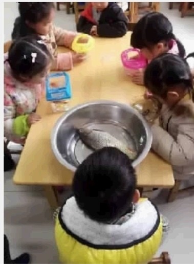 宁波一条幼儿园里的鲤鱼逗得网友笑岔气 微博