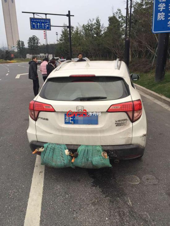 四只鸭子搭乘两千公里顺风车 却在杭徽高速引