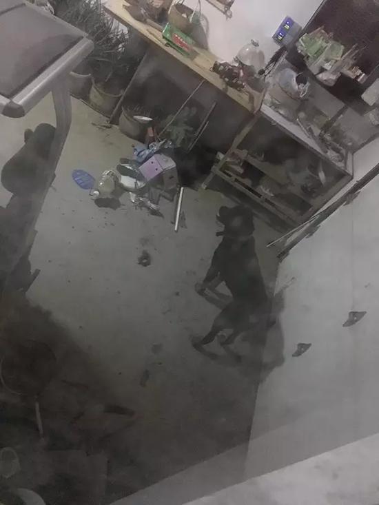 杭州养5年的罗威纳犬突然猛咬主人 伤口和被老