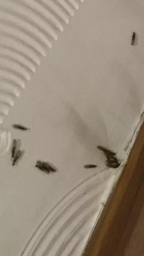 北方人来杭州旅游 住酒店时被神秘生物吓坏了
