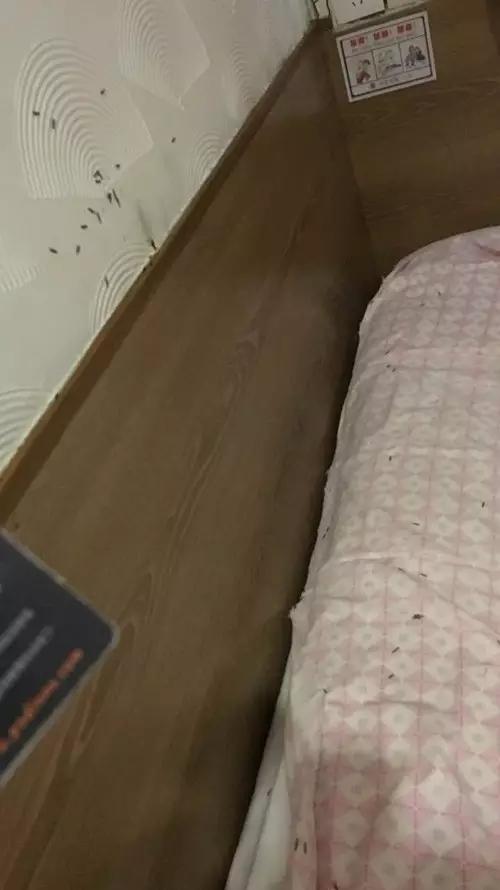 北方人来杭州旅游 住酒店时被神秘生物吓坏了