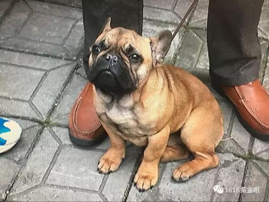 金华一小伙买了只法国斗牛犬 发现少个一个睾丸