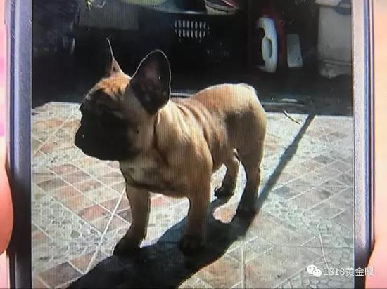金华一小伙买了只法国斗牛犬 发现少个一个睾丸