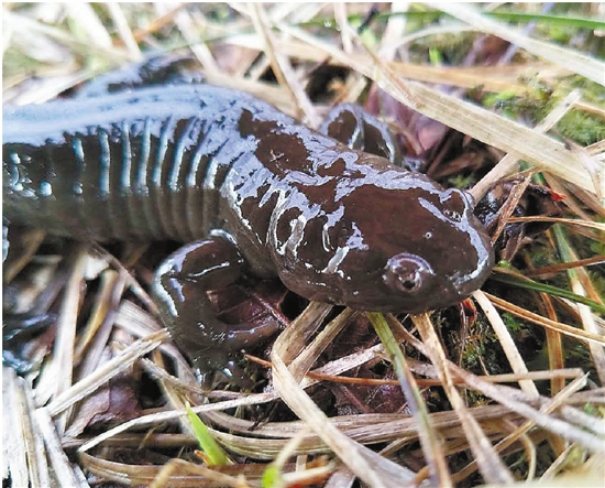 世界极危物种安吉小鲵只生活在安吉龙王山 眼