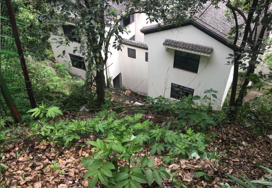 杭州男子吴山上坠崖身亡 妻子带着被子赶来边走边哭