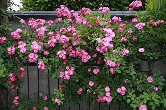 杭州老两口想找老夫妻同住 住200多方小别墅有