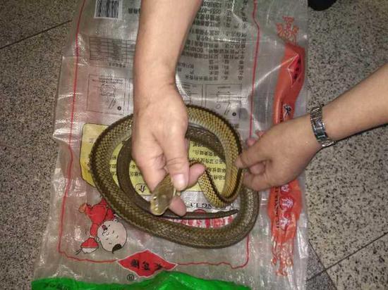 杭州城站安检机发现一条活蛇 大爷想带回老家吃