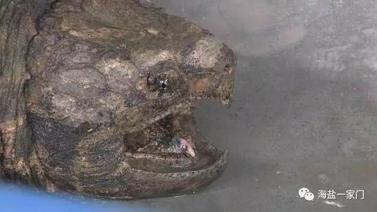 嘉兴市民捕到25斤大鳄龟 专家:别放生 可以吃(