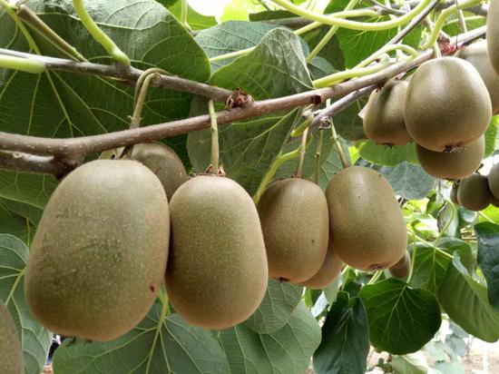 绍兴上虞章镇猕猴桃开摘 游客赞不绝口