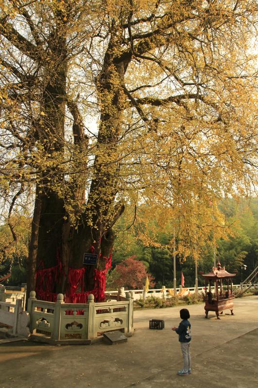 湖州吴兴仙顶寺一棵古银杏,美了1500年