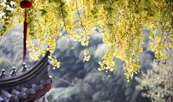 湖州吴兴仙顶寺一棵古银杏,美了1500年