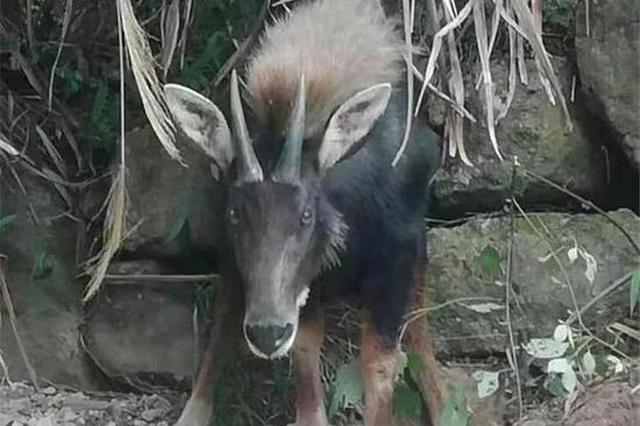 金华发现一只四不像 重200多斤很多人都没见过(图)