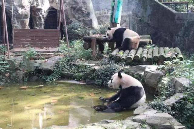 机票买好了 杭州动物园熊猫成就双好马上就要回老家