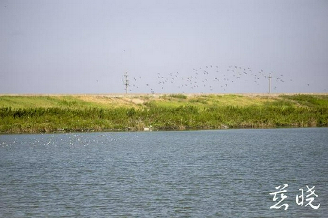 百只千只幾萬只 杭州灣濕地公園又到觀賞鳥浪時節