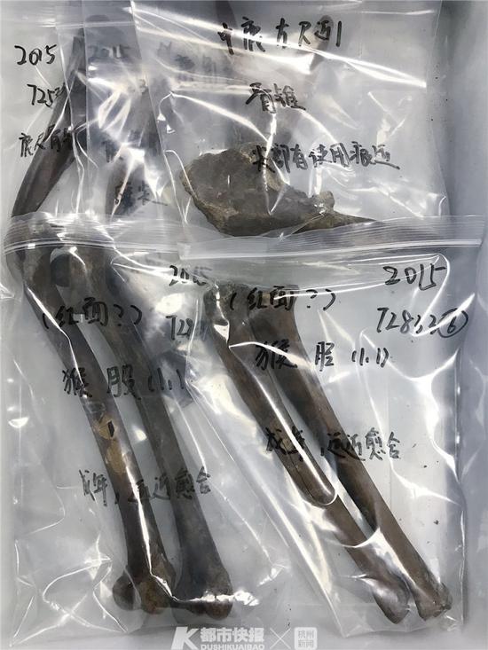 动物考古专家宋姝整理的骨骼标本。