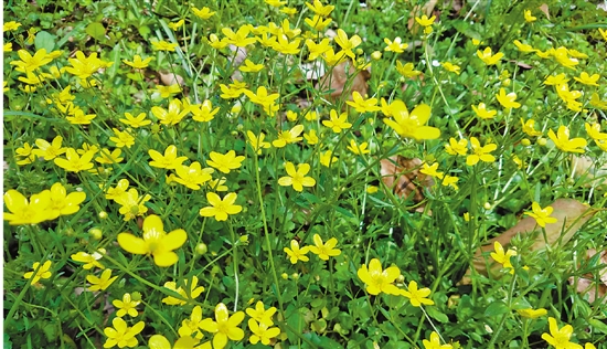 小毛茛